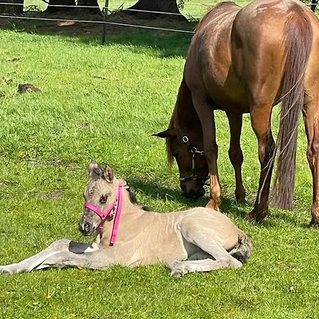 Steffens Hof Appartement