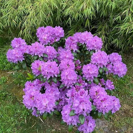 Steffens Hof Appartement *