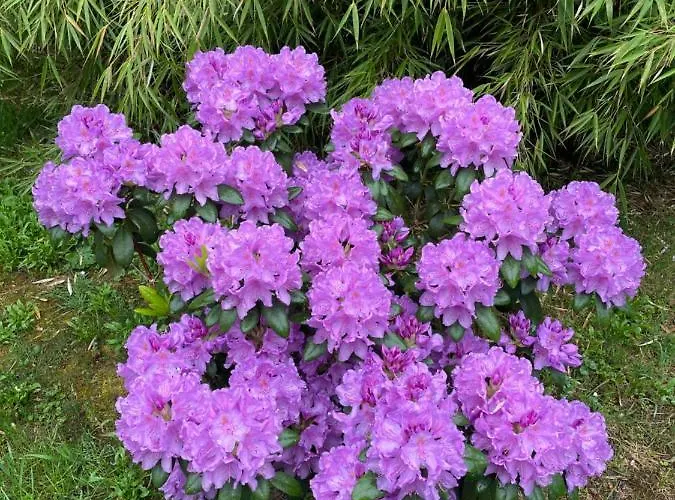 Steffens Hof Apartment *